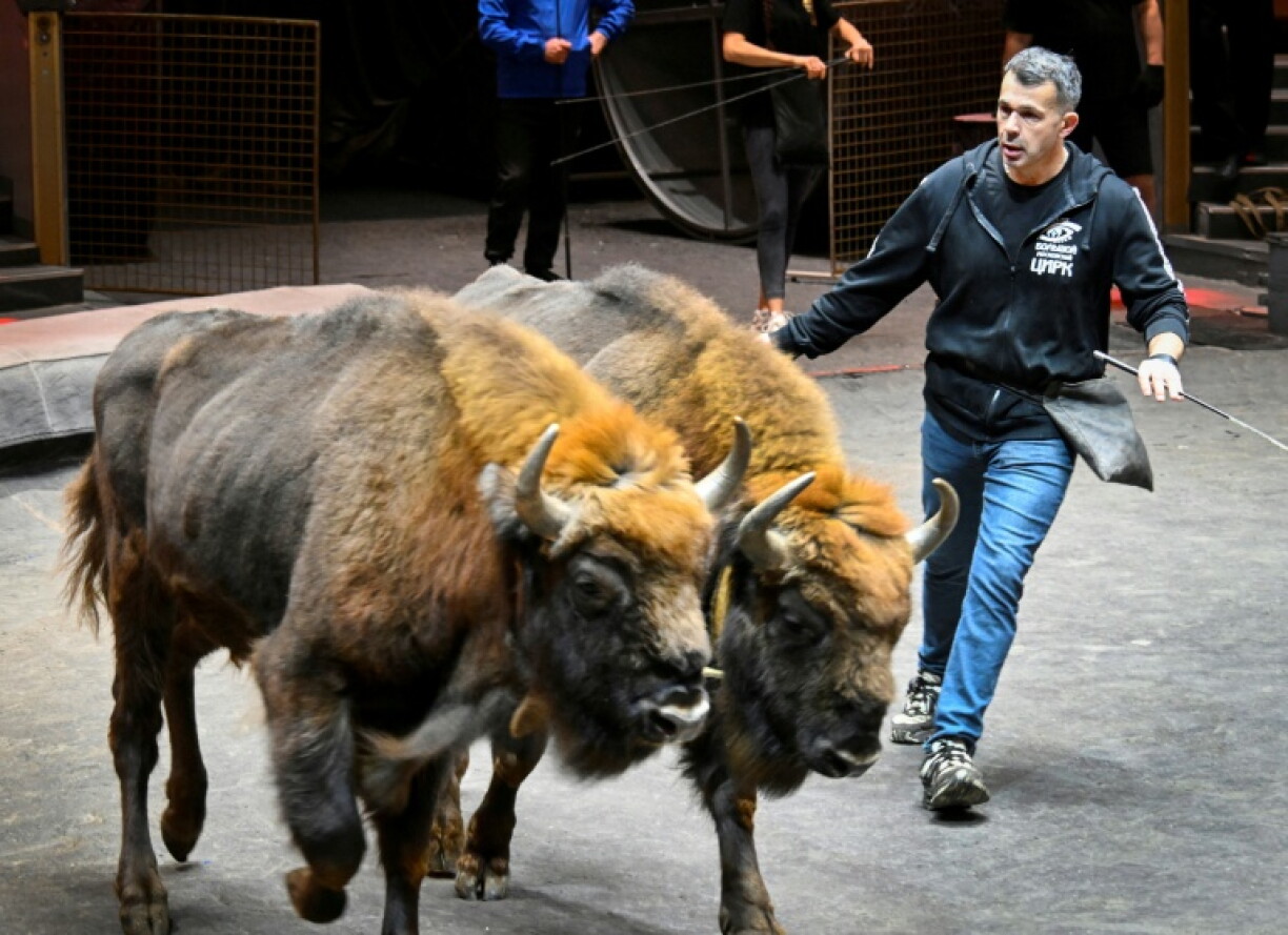 The 56-year-old Frenchman trains European bison to jump through rings of fire