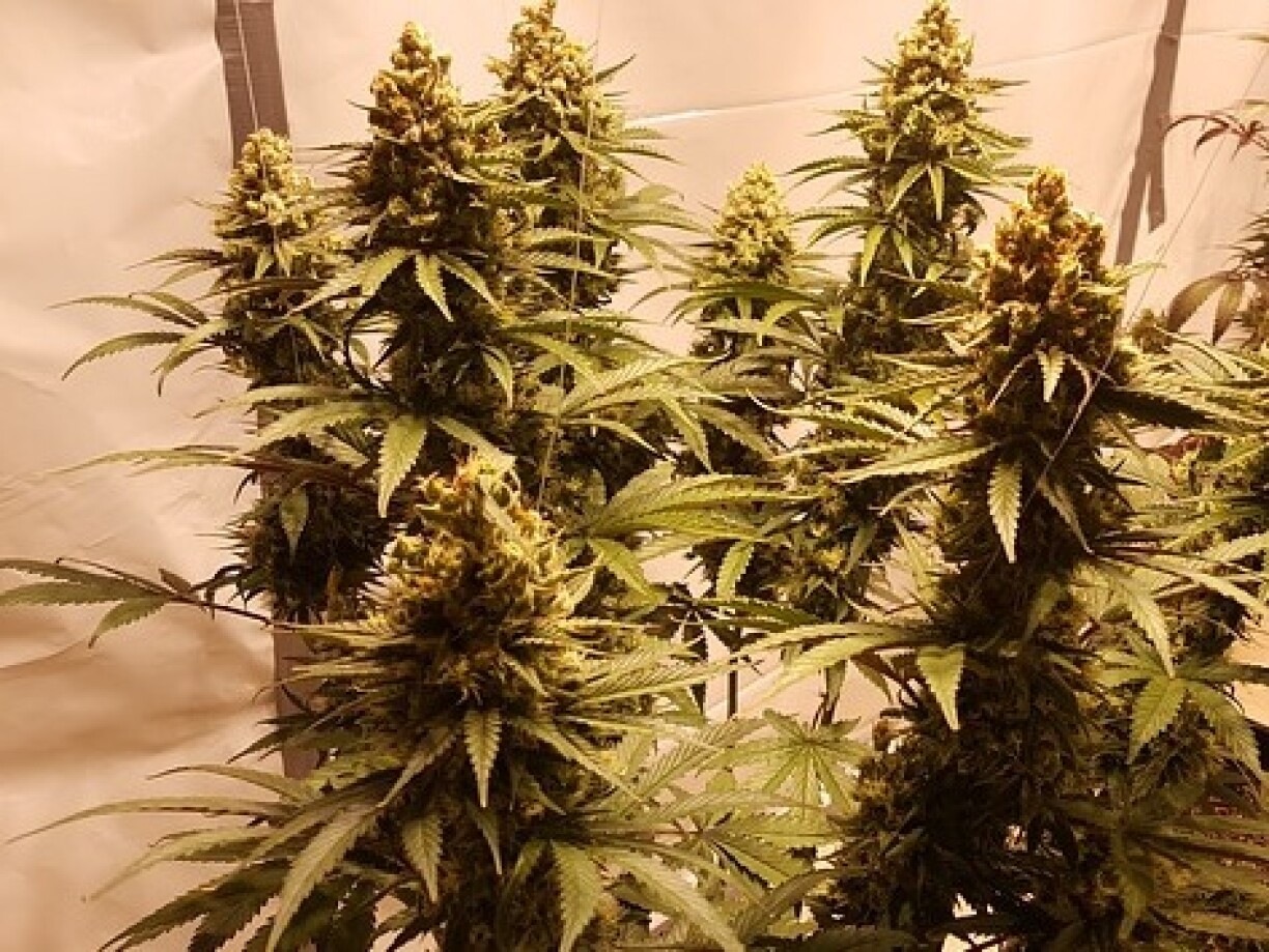 Image d'illustration