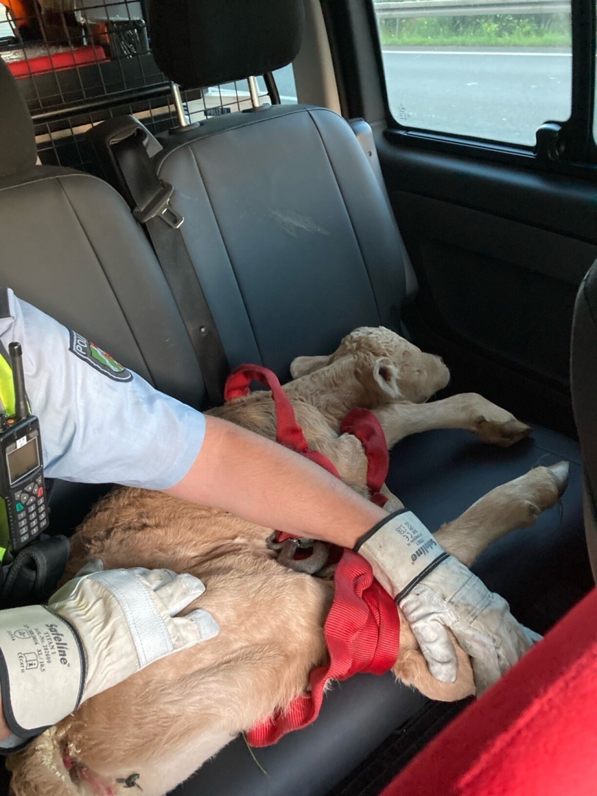 D'Kallef rout sech um Récksëtz aus.