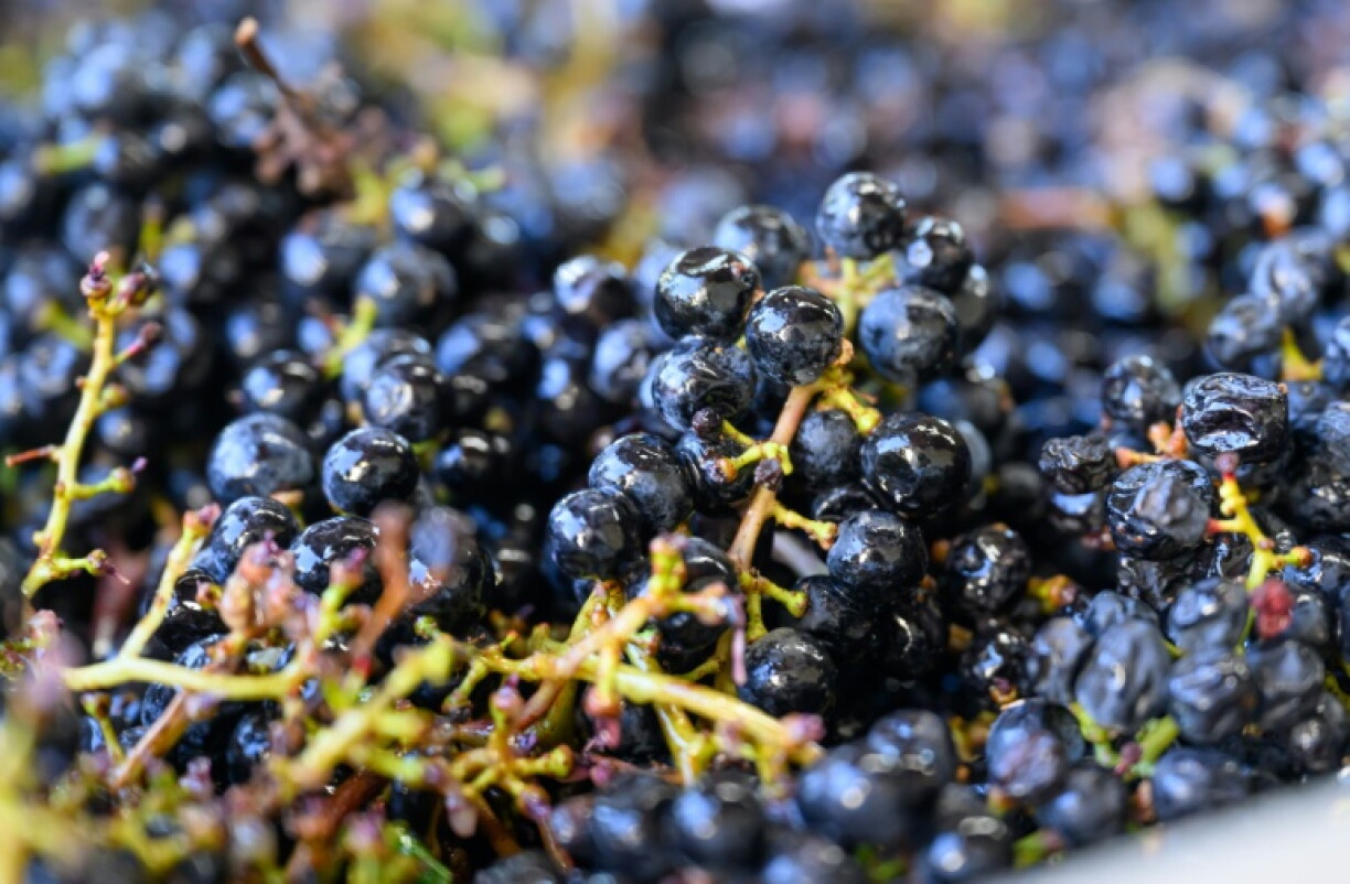 Napa Valley rocketed to international fame after the Judgment of Paris, a 1976 wine contest that saw the California varieties best French wines in multiple categories