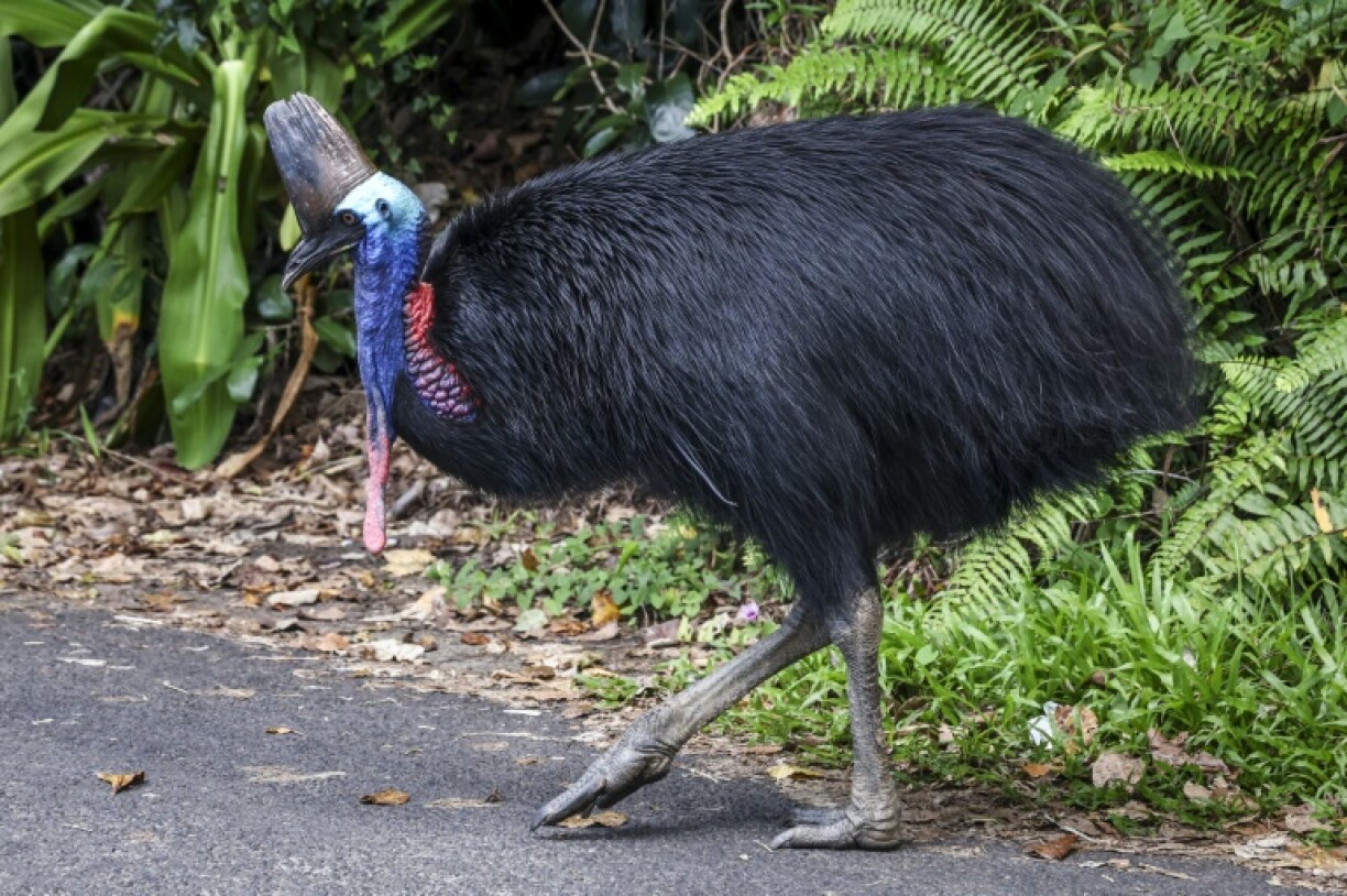 The fearsome Australian cassowary, which cannot fly but is sometimes called