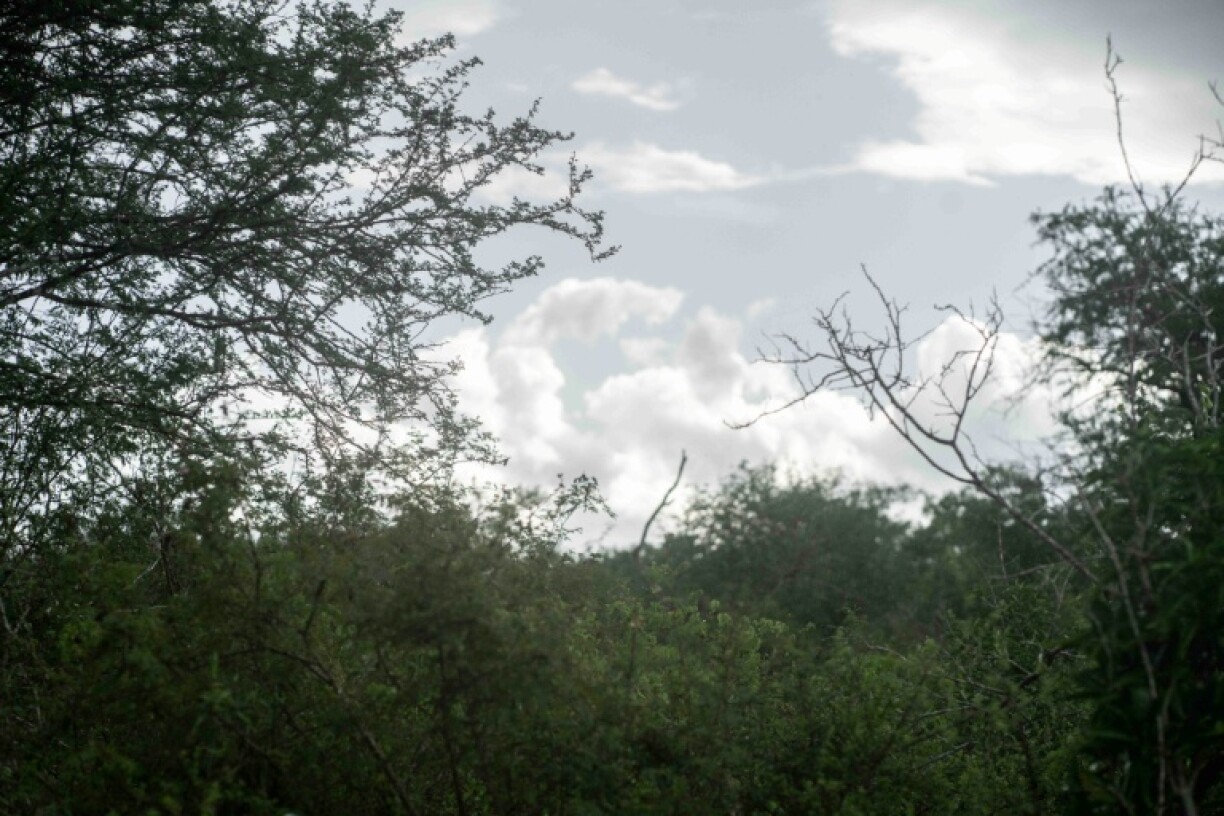 On the edge of the Shakahola forest, where the remains of 448 people were unearthed prior to more recent grisly discoveries