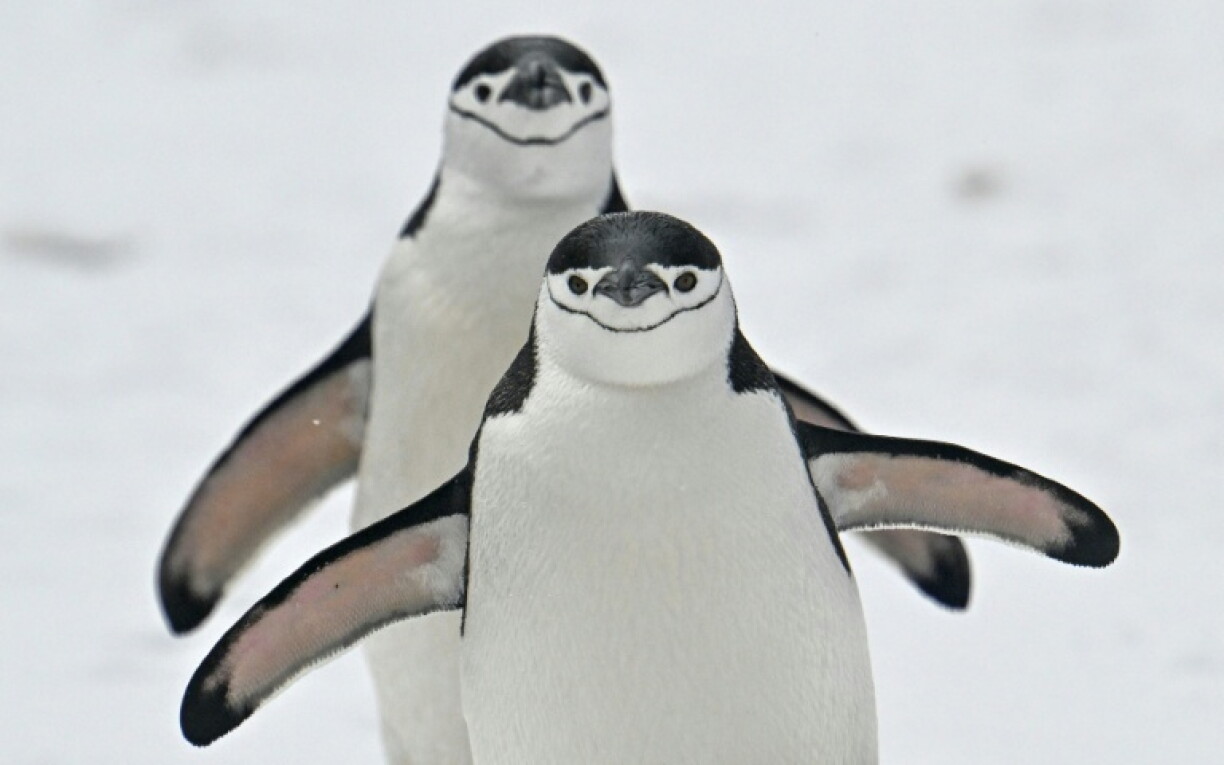 The chinstrap penguin population of a volcanic island near Antarctica has fallen by two thirds.