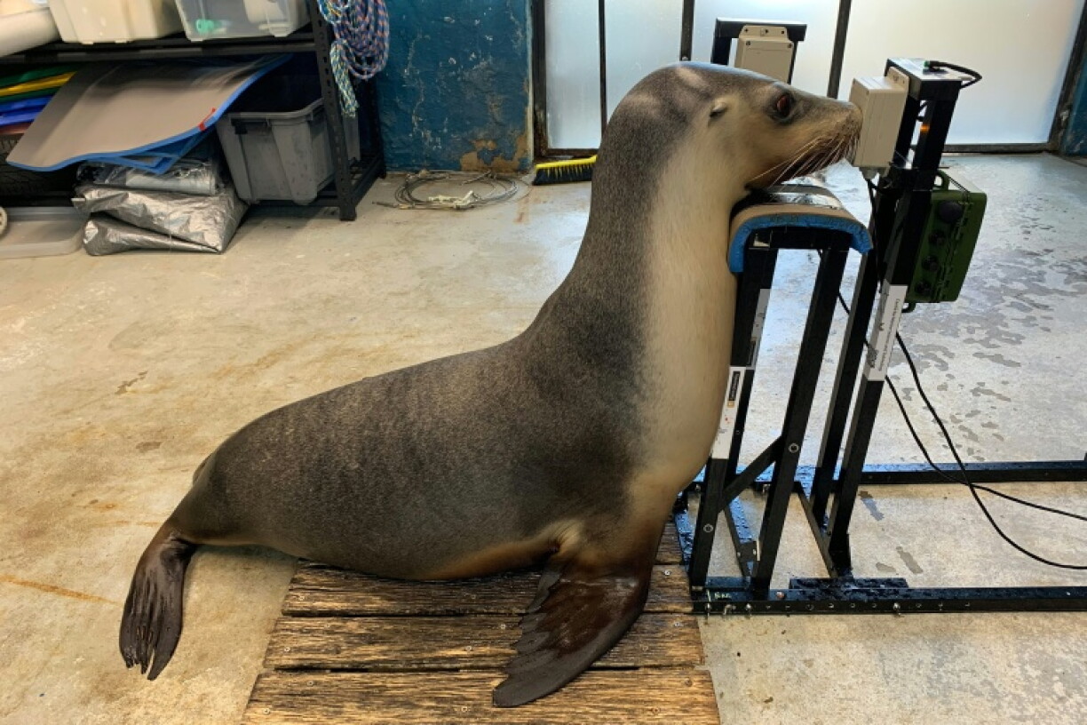 A sea lion during a hearing test at Taronga Zoo in Sydney
