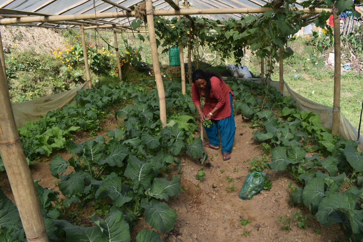Beispill vun engem Bio-Geméisgaart
