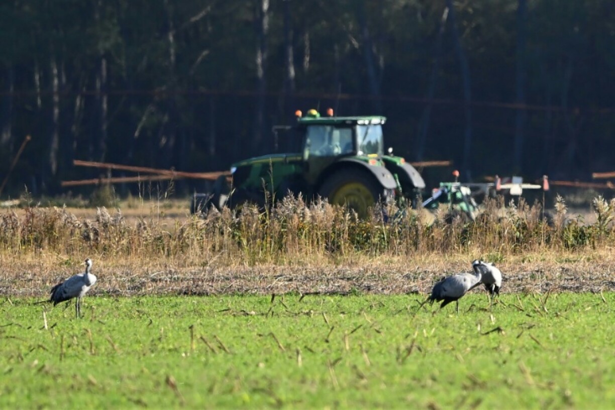 Des grues cendrées dans un champ près d'Arjuzanx, dans les Landes, le 30 octobre 2025