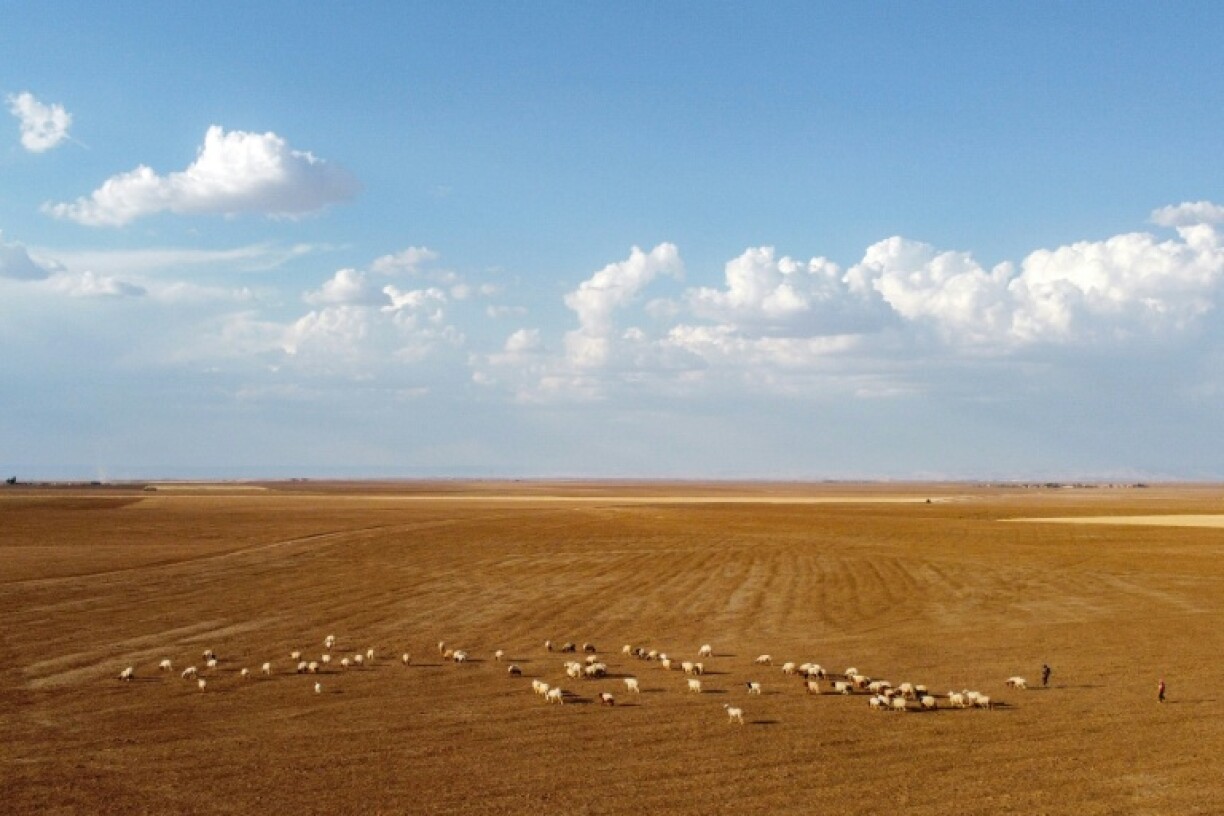 A flock of sheep grazes in a field on the outskirts of Qamishli