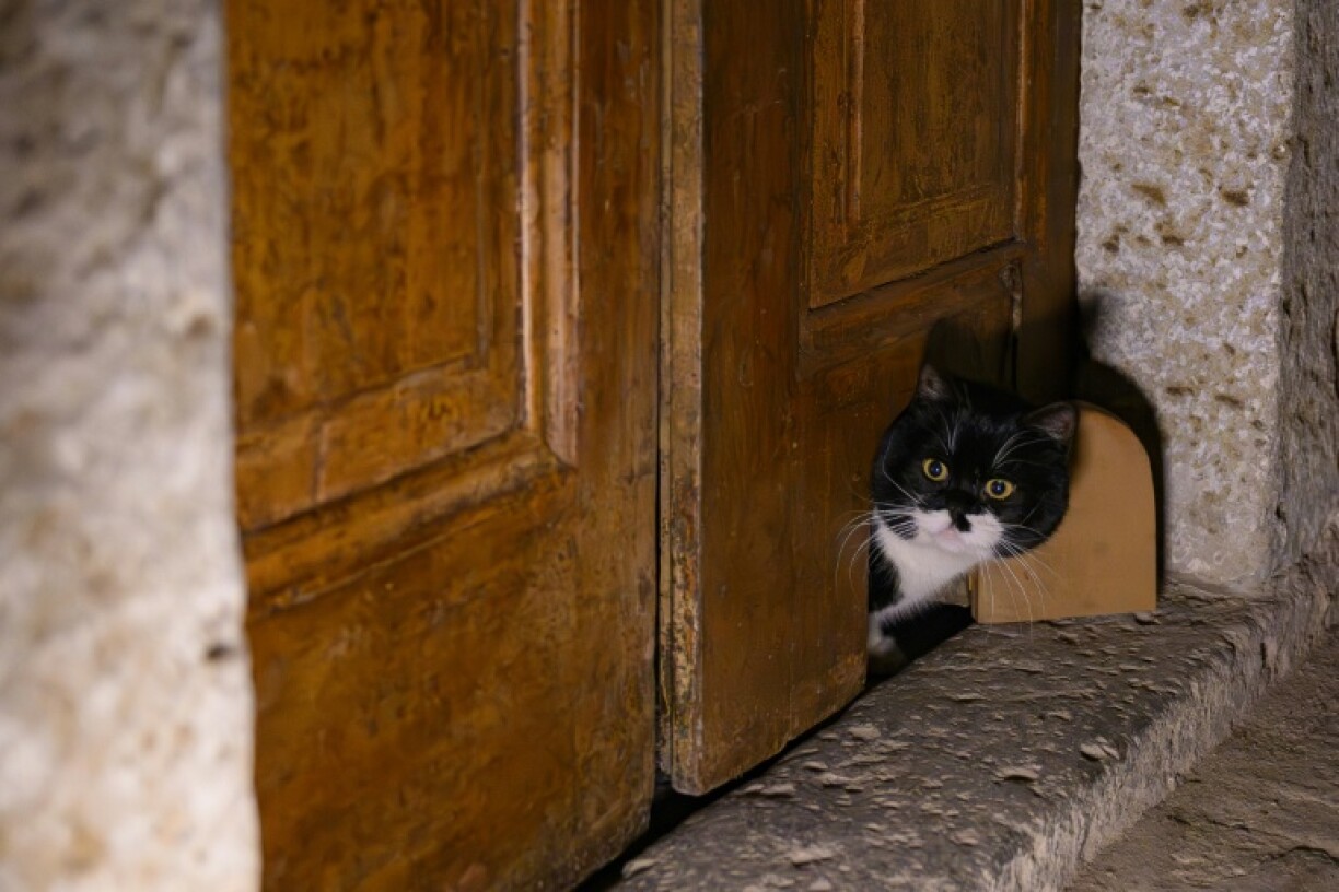 Un chat dans le palais de Topkapi à Istanbul, le 20 janvier 2026