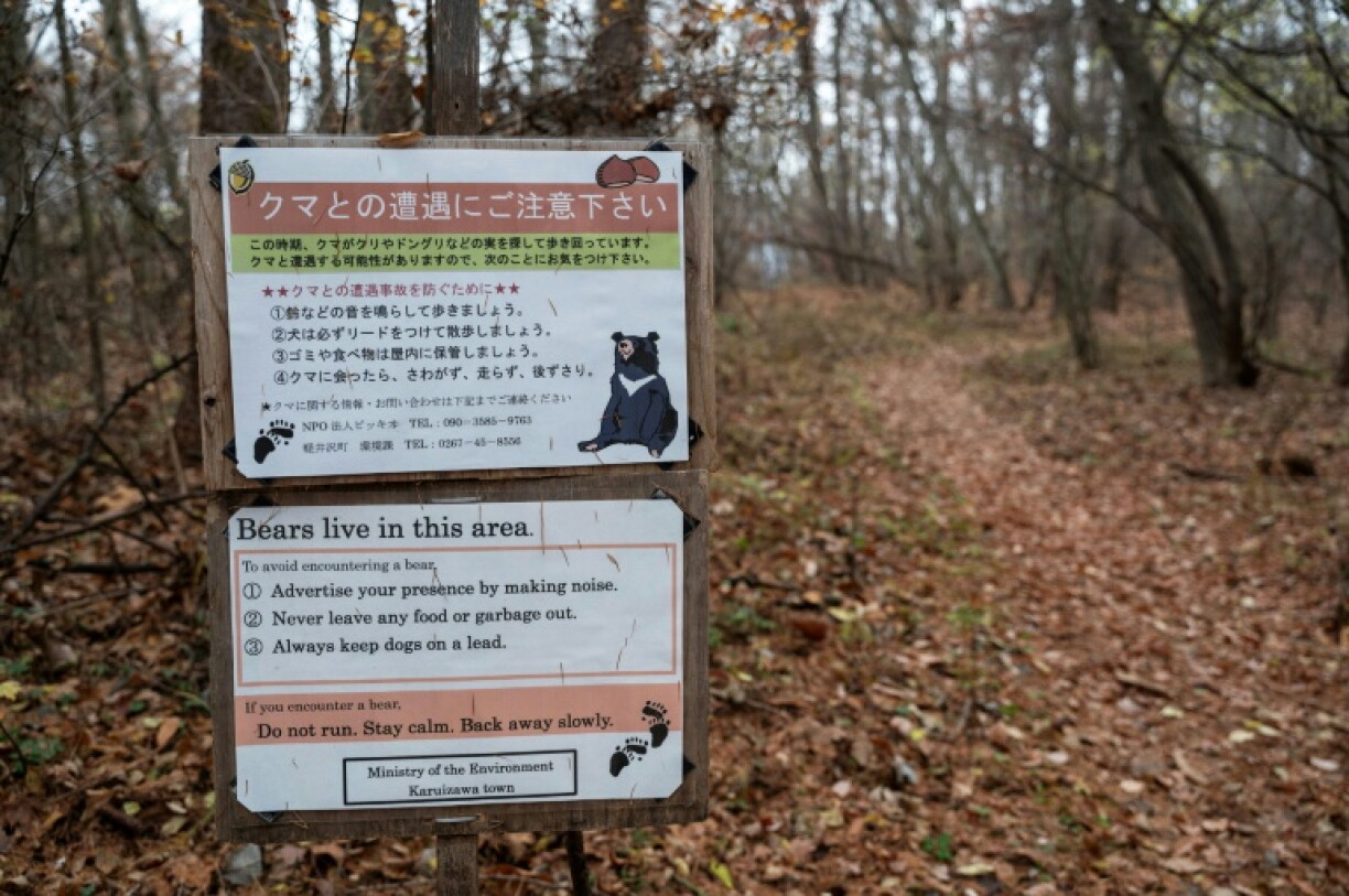 Die Polizei in Japan untersucht einen möglichen weiteren tödlichen Bärenangriff. Nach Angaben der Behörden in der nördlichen Präfektur Aomori wurde ein Mann tot auf einem Berg entdeckt, der mutmaßlich von einem Bären attackiert worden sei.