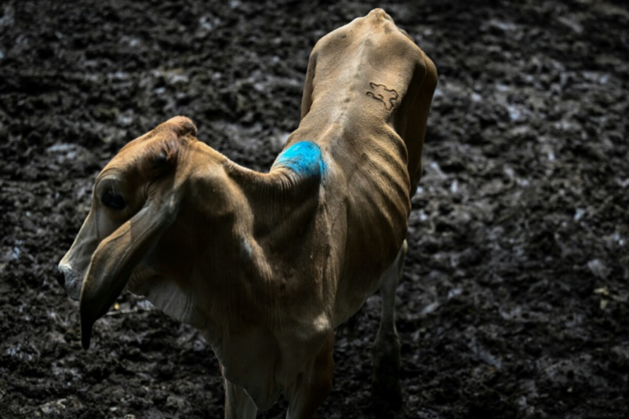 At a cattle market in El Salvador, malnourished animals are mere skin and bones due to a drought fueled by El Nino