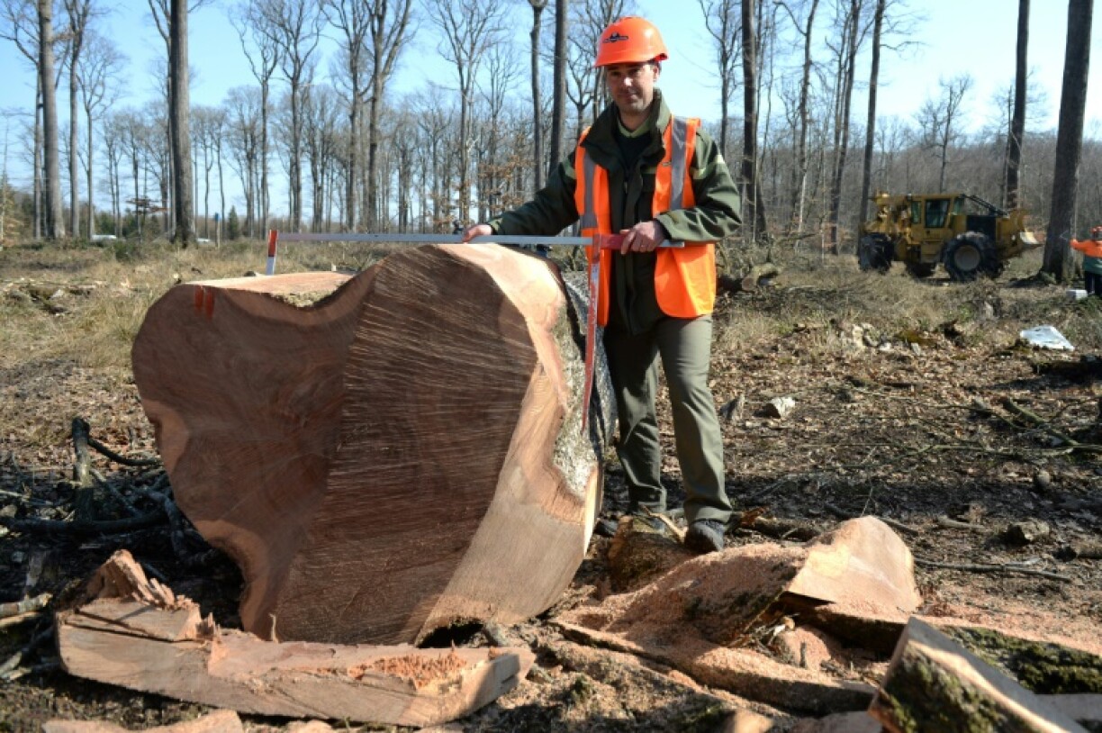 Aymeric Albert combed the forests of France to select oak trees needed to rebuild Notre Dame's spire