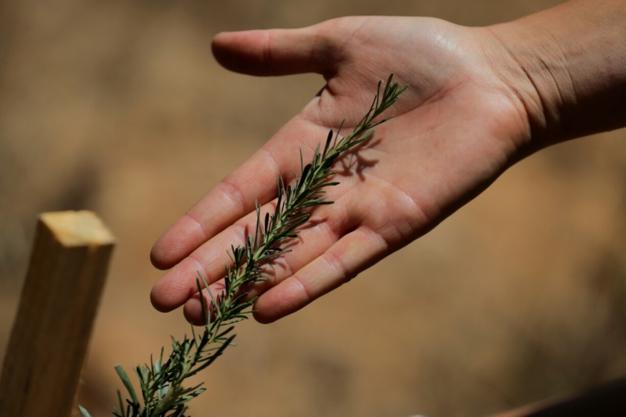 A conservationist inspects a sapling planted at Chile's largest botanical gardens following a devastating fire