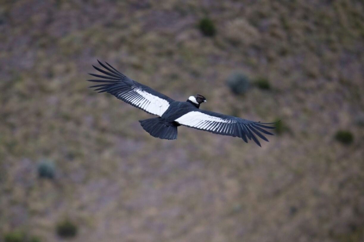 Un mâle Condor dans la réserve naturelle de Chakana, le 10 septembre 2020, au sud-est de Quito, en Equateur