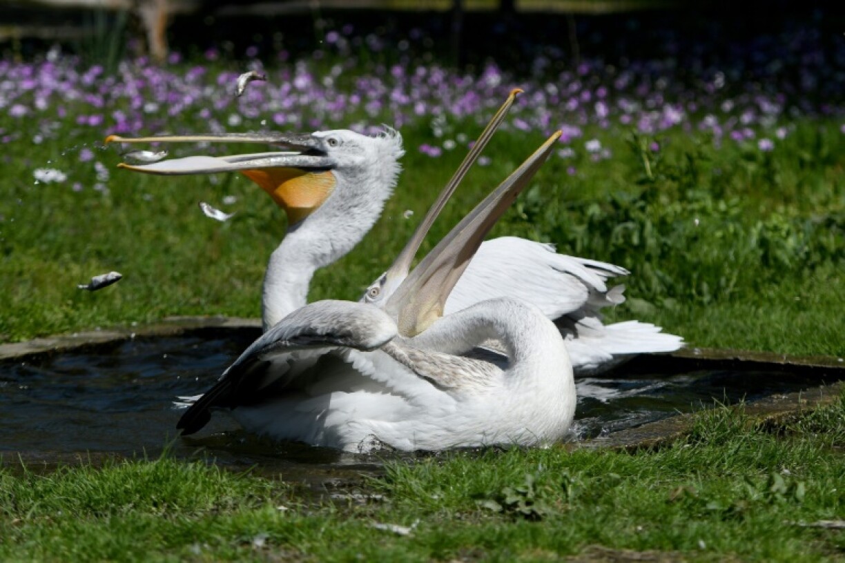 Un pélican photographié au sud de l'Albanie en avril 2020: les experts espèrent que le confinement permettra à ces oiseaux de se reproduire