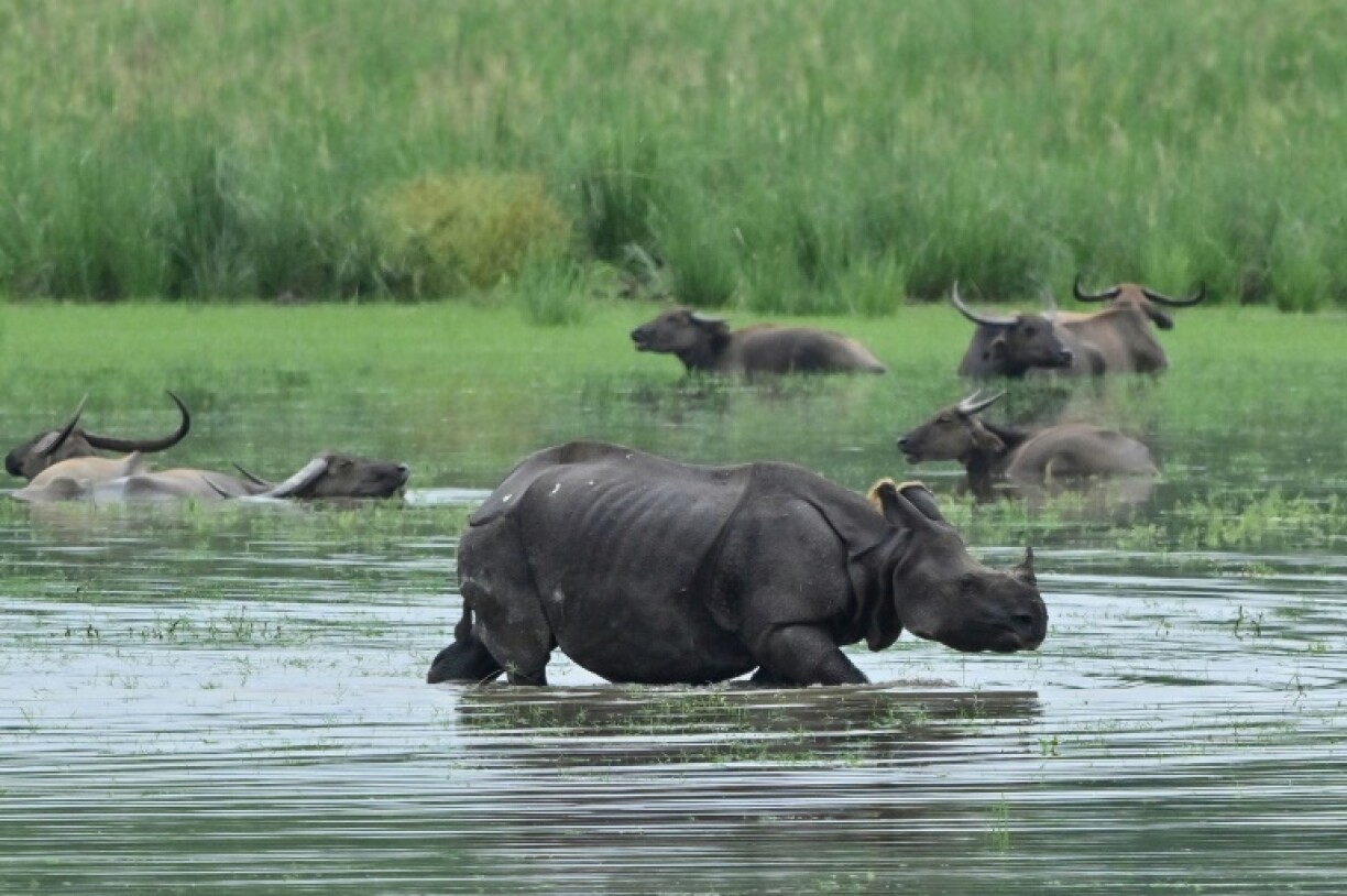 India's rhino population has almost tripled in the past four decades thanks to conservation and anti-poaching efforts, from 1,500 to more than 4,000 today