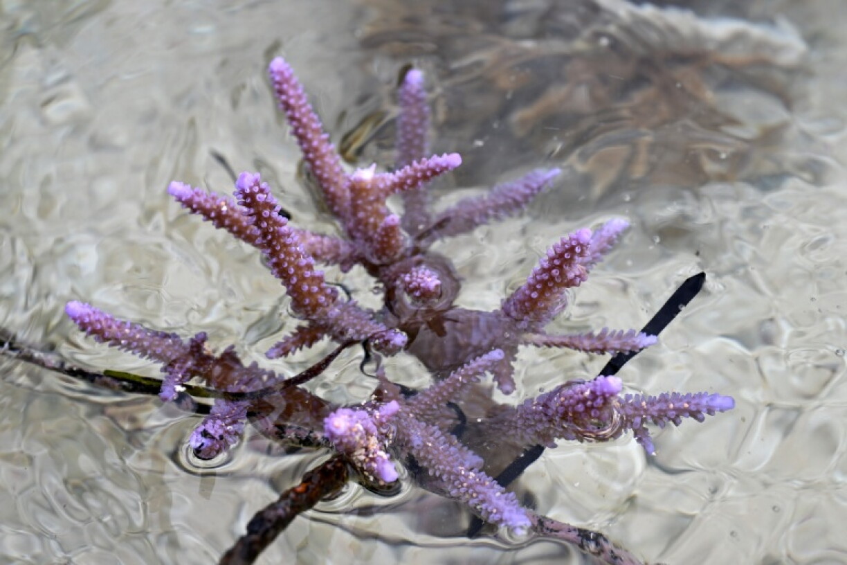 A healthy coral growing in the waters of the Naidiri Marine Biodiversity Park, a marine protected area located about 52 kilometres from Nadi