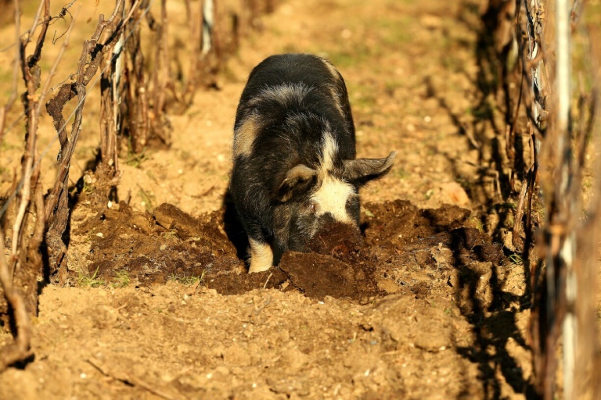 Un cochon kunekune laboure la terre de son groin dans un vignoble à Cramant, dans la Marne, le 21 février 2022