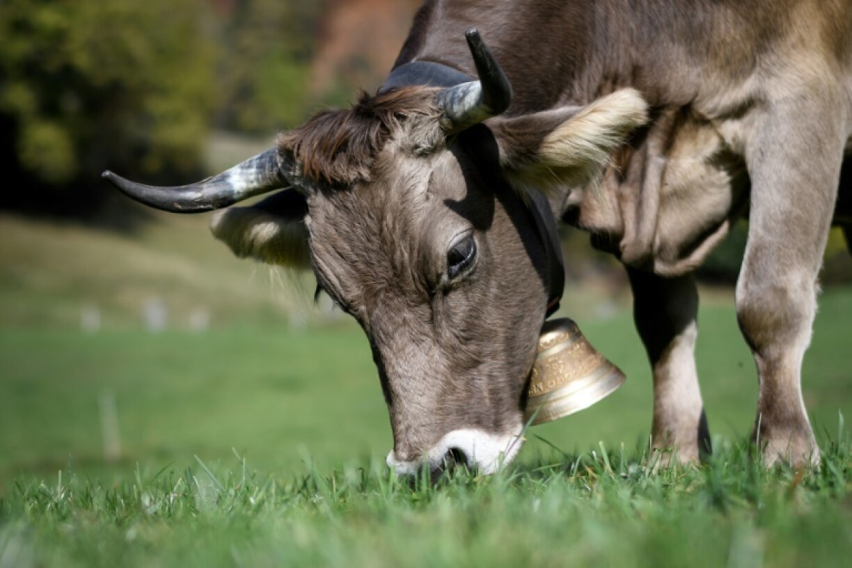 Photo d'illustration - Les trois ruminants ont été retrouvés saufs sur un mince banc de sable au large de la Caroline du Nord.