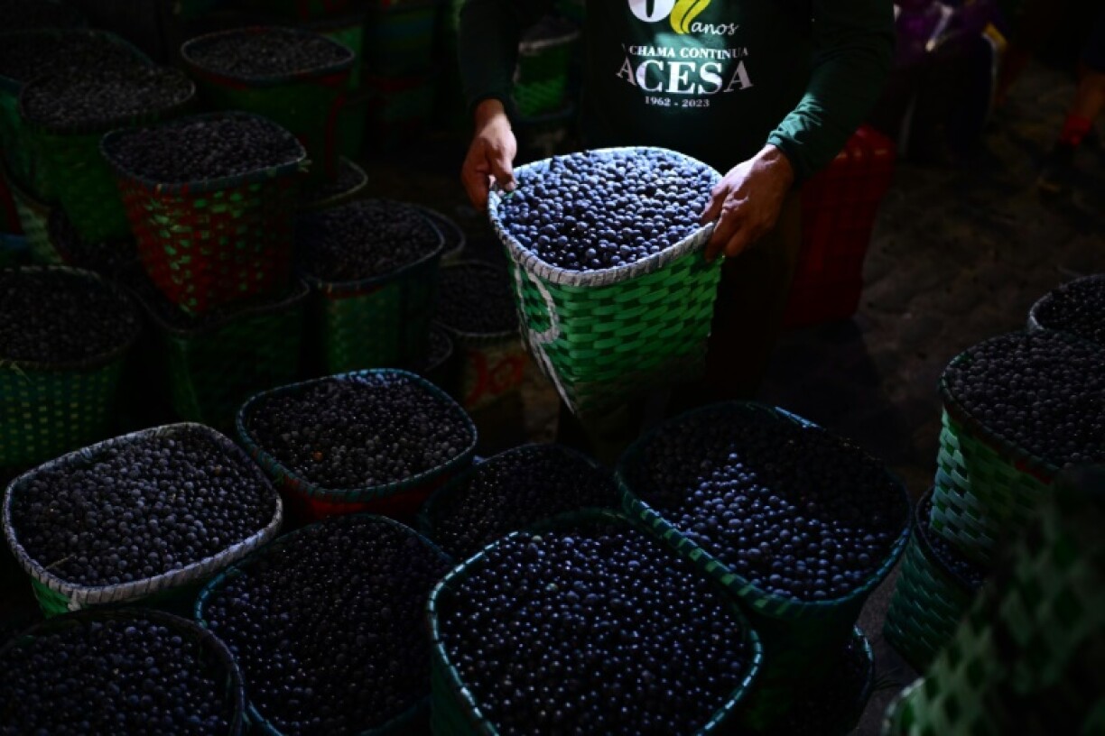 Acai is the emblematic fruit of the city of Belem