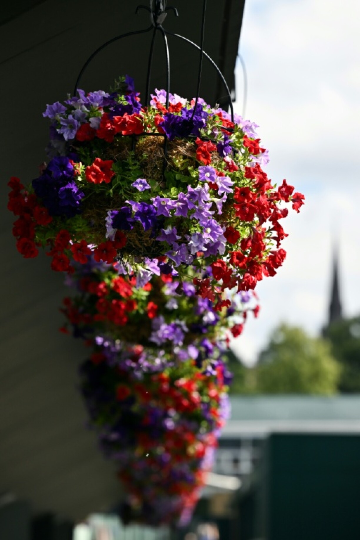 Hanging baskets at the All England Club