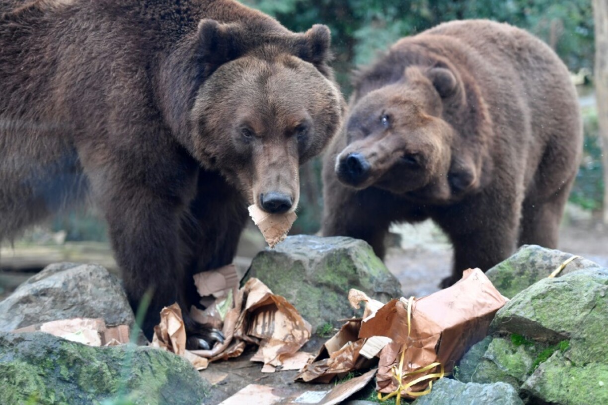 Grizzly bears are a threat at the G7 summit in Canada