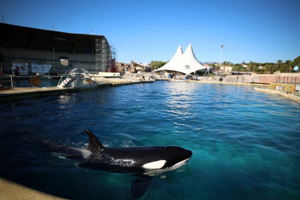 Keijo, un orque mâle, dans le bassin du parc d'attractions MarineLand à Antibes, le 27 novembre 2025
