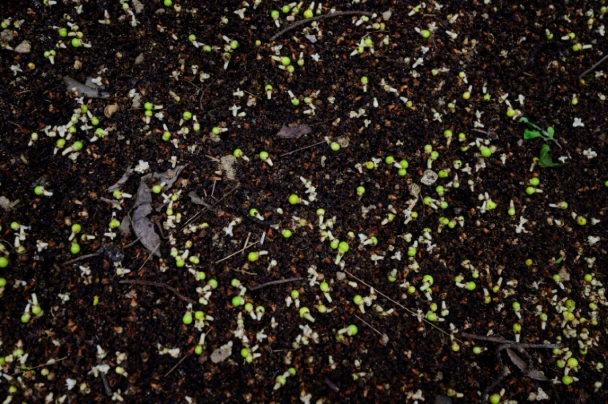 Des fleurs et des fruits d'un palmier talipot au Jardin botanique de Rio de Janeiro, au Brésil, le 10 décembre 2025