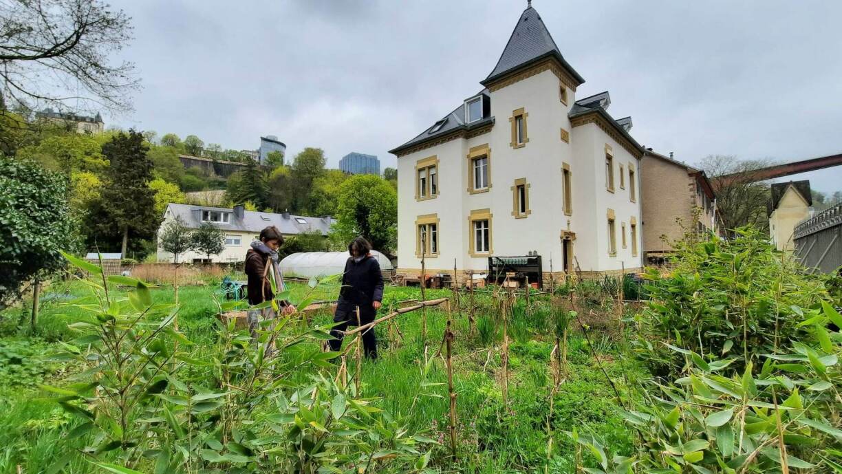 Dans la vallée du Pfaffenthal, à quelques minutes du centre-ville de Luxembourg, le jardin de Canopée asbl est ouvert à tous. On y cultive des légumes (tomates, concombres, blettes, épinards, poireaux, courges, etc.), des herbes (thym, romarin, mélisse, menthe, origan sauge, etc.) et des fleurs qui sont sauvages pour la plupart.
