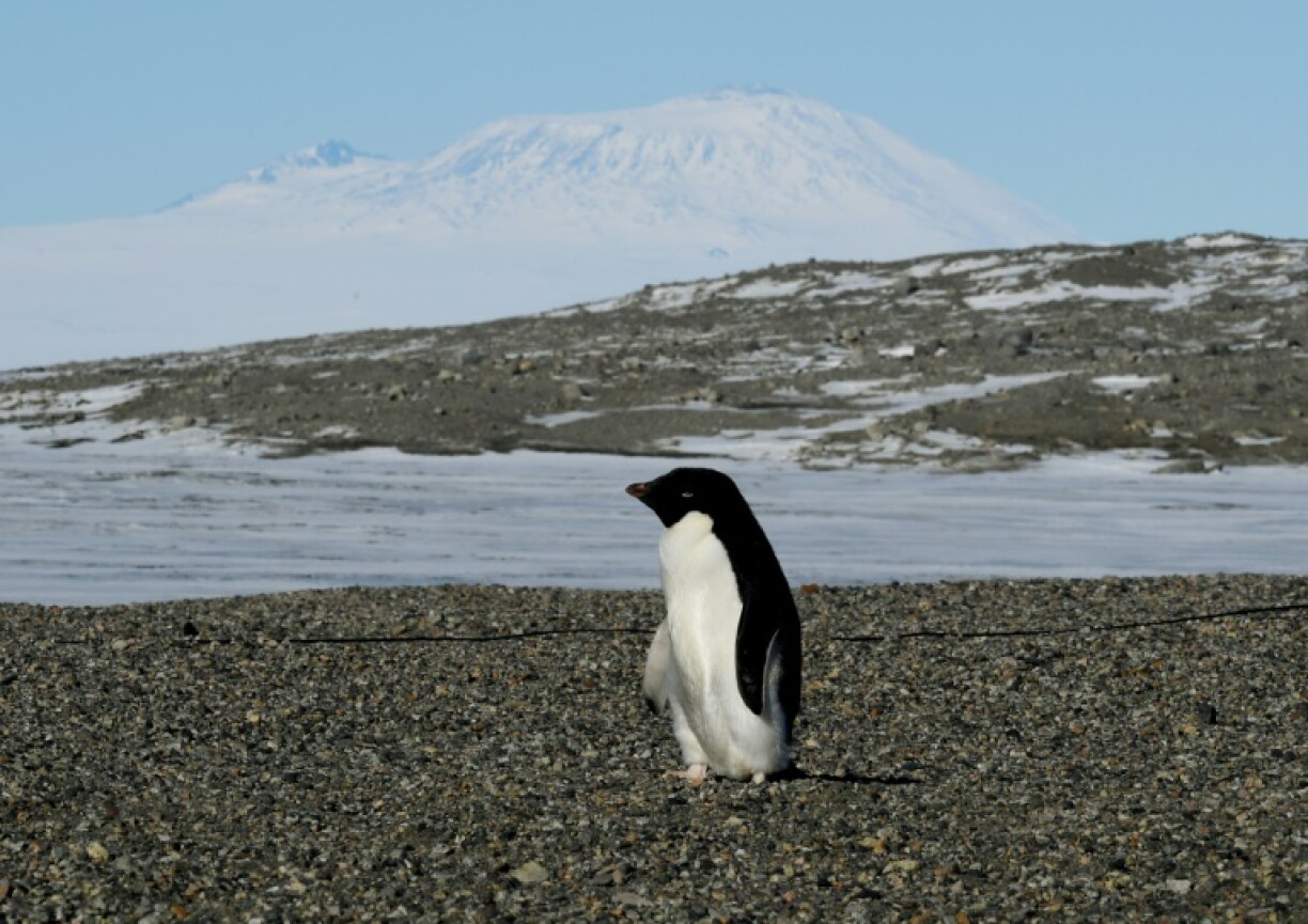 Adelie penguins, along with other seabirds such as Imperial Shags, expel large amounts of ammonia through their droppings