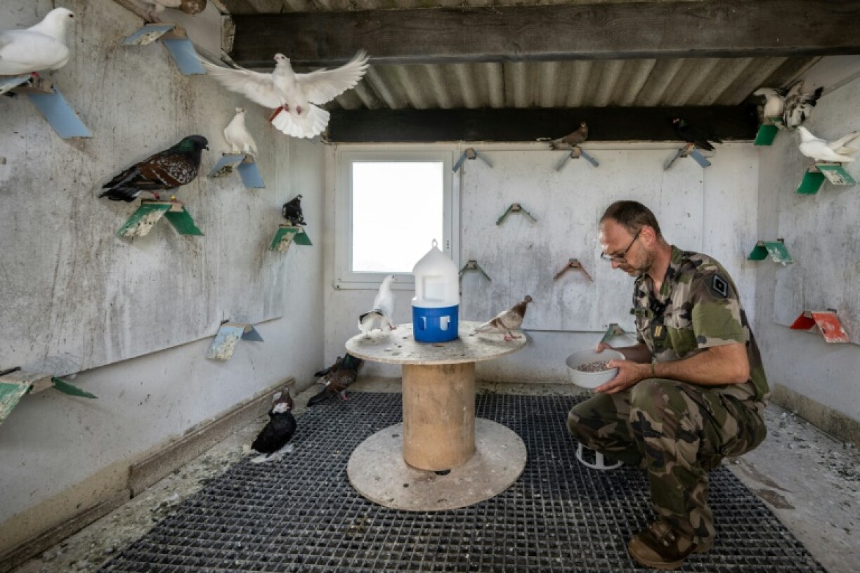 Sergeant Sylvain says these days the military's pigeons mostly race