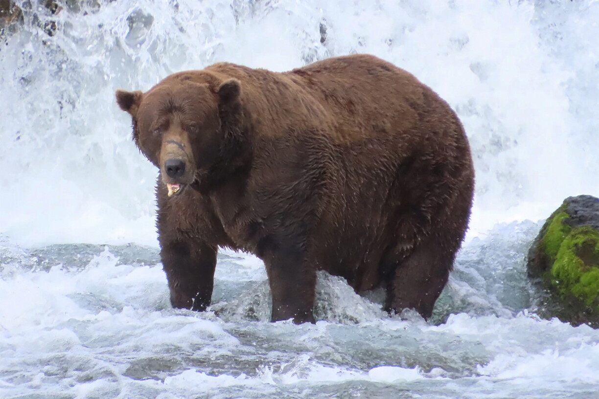 Cette photo fournie par le National Park Service montre Chunk (ours n° 32), le champion 2025 de la "Fat Bear Week", la Semaine de l'ours le plus gras.