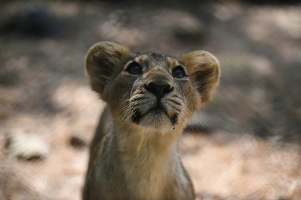 Asiatic lions are slightly smaller than their African cousins, and have a fold of skin along their bellies