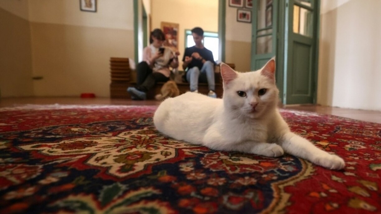 Un chat persan au musée-café