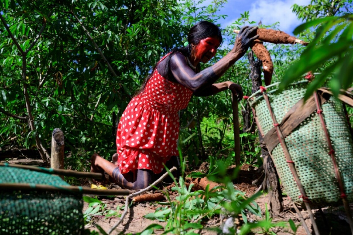 Harvesting cassava is one of the main activities in the Capoto/Jarina Indigenous territory
