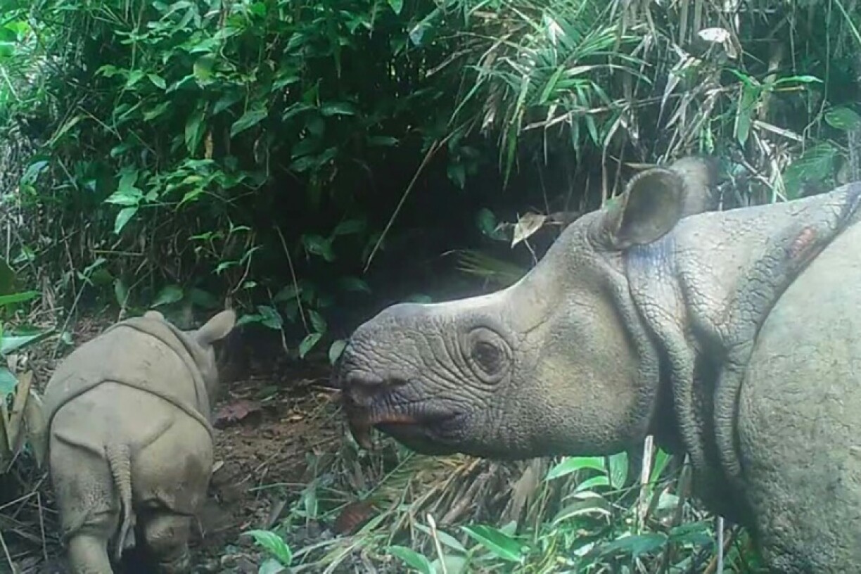 A handout image released by the Environment and Forestry Ministry in 2020 shows a Javan rhino and male calf in Ujung Kulon national park in Indonesia