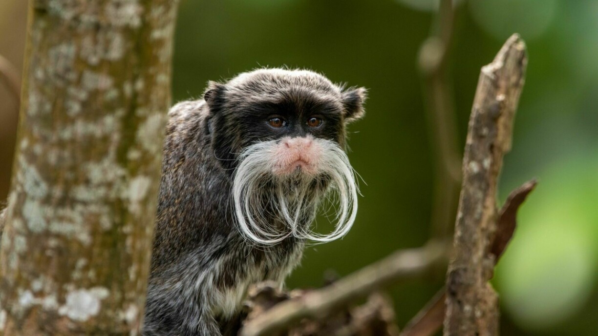 Symbolbild vun engem Baartaf