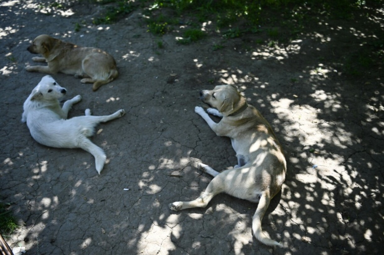 Village dogs rely on human settlements but have no owner