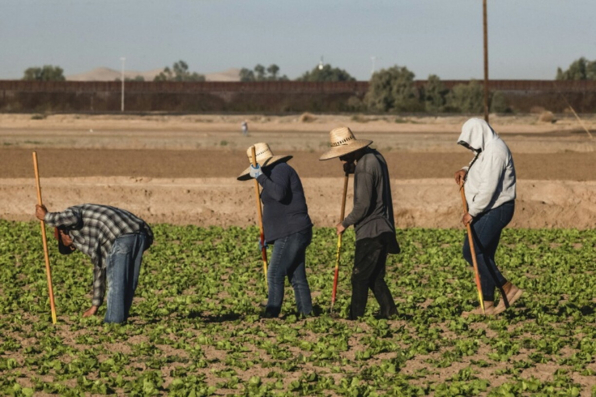 Agricultural export markets have been hit by Trump's unpredictable tariff policy, farmers say