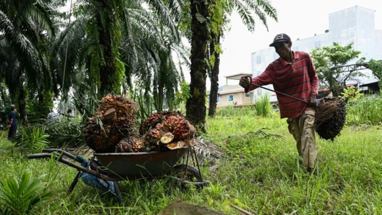 Eng Palmueleg-Plantage a Malaysien