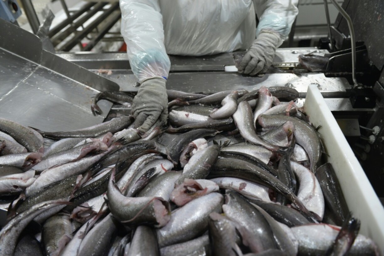 Hake is also a mainstay of Chile's biggest commercial fisheries, PacificBlu, but Chile's stocks have fallen 70 percent in two decades due chiefly to overfishing