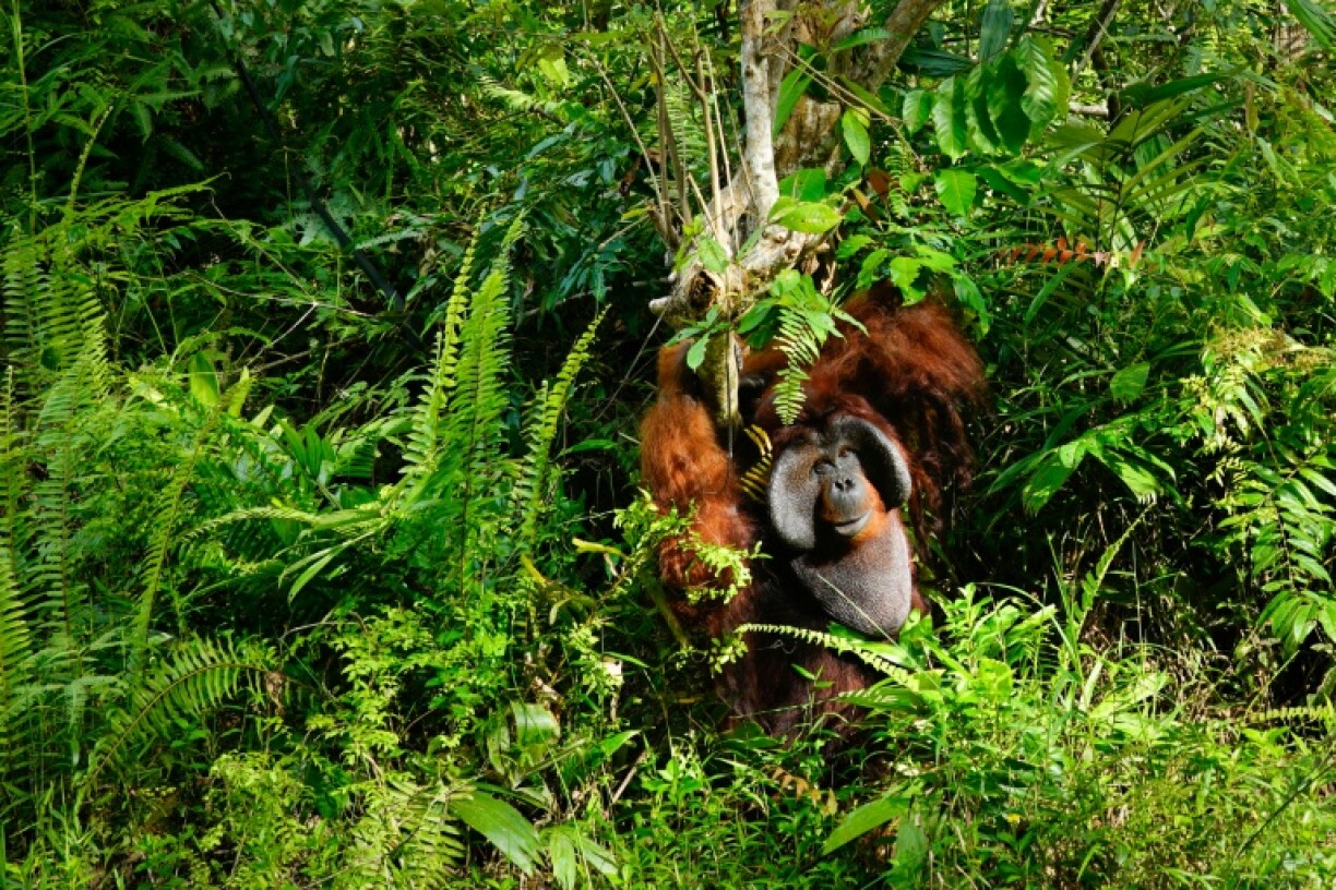 Borneo island is home to orangutans, long-nosed monkeys, clouded leopards, pig-tailed macaques, flying fox-bats and the smallest rhinos on the planet