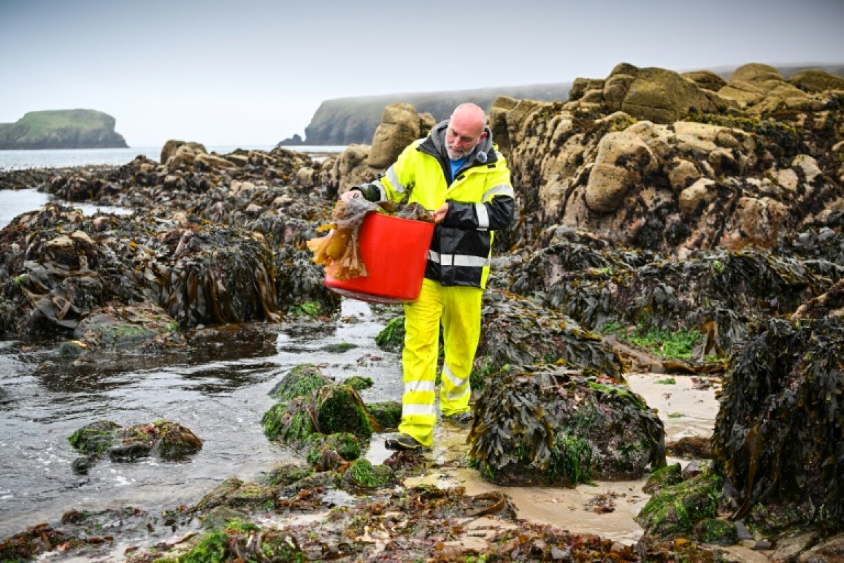 Lewis Mackenzie harvests sugar kelp seaweed off Bayble Beach on the Isle of Lewis, that will be used to make gin sold in trendy London bars hundreds of miles away