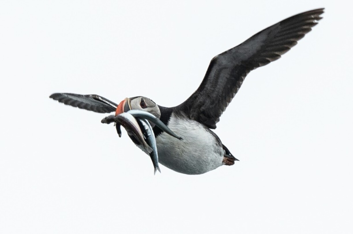 There was concern that a decline in sandeel stocks could harm puffins