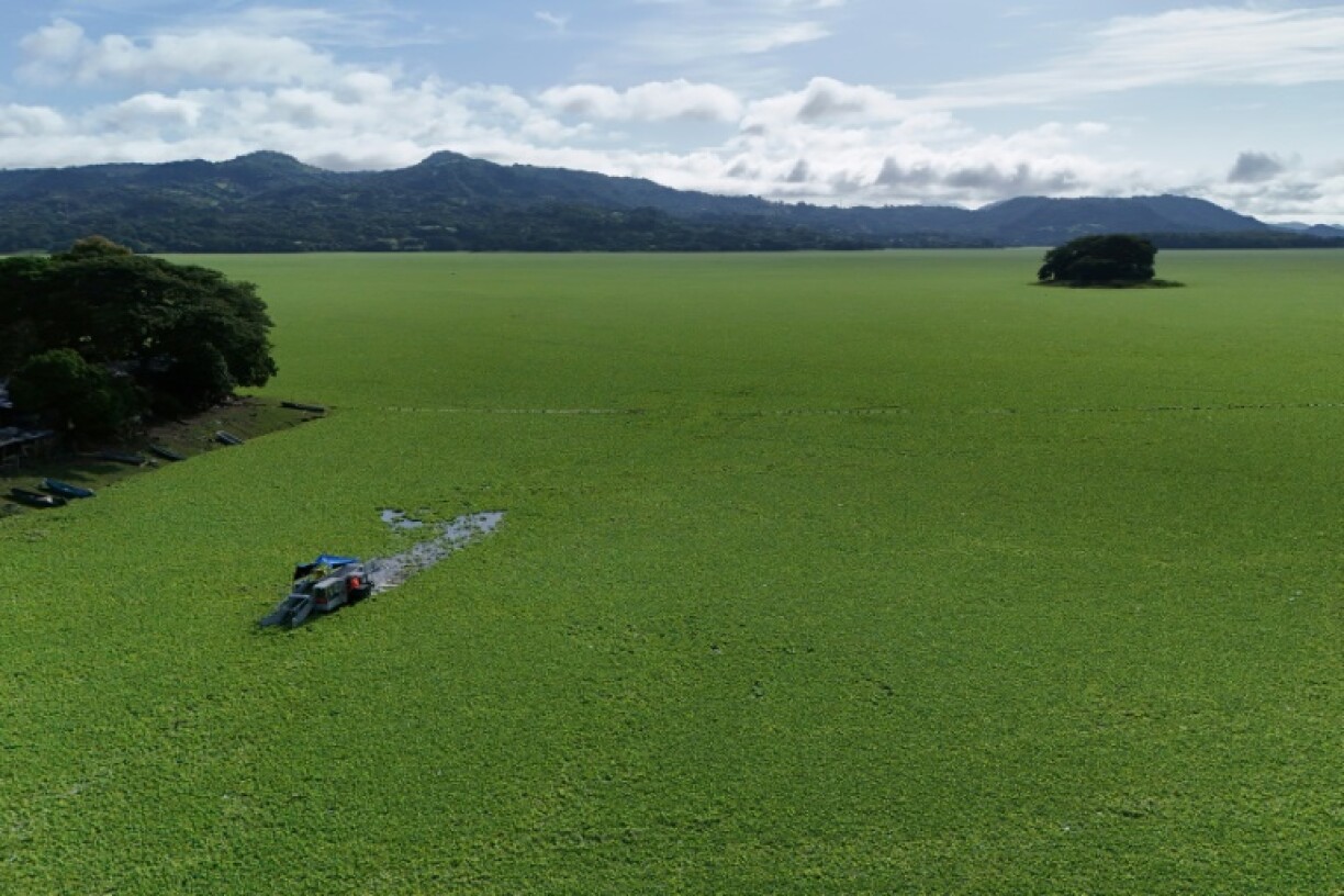The floating light green aquatic lettuce (Pistia stratiotes) that feeds on chemical pollution has covered Lake Suchitlan in El Salvador, causing an environmental emergency that has paralyzed artisanal fishing and free navigation of tourists
