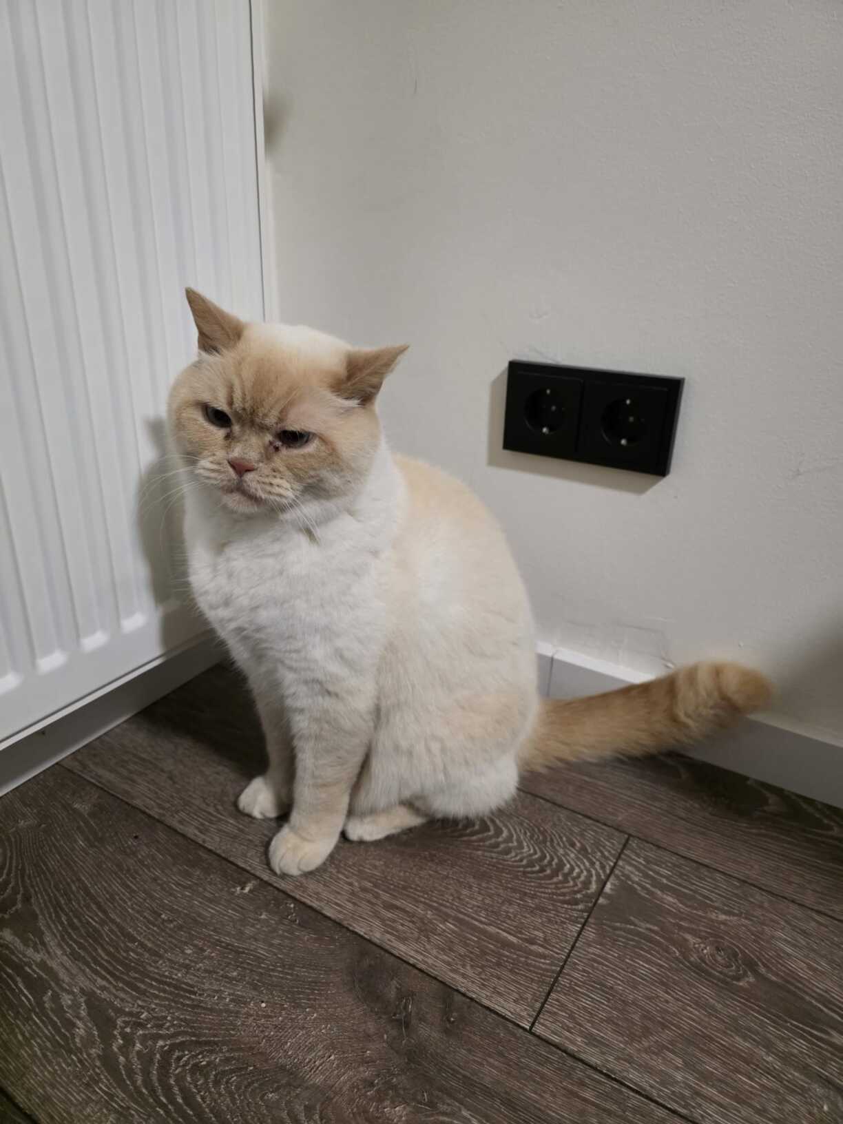 Ongeféier esou kéint déi schëlleg Kaz ausgesinn hunn.