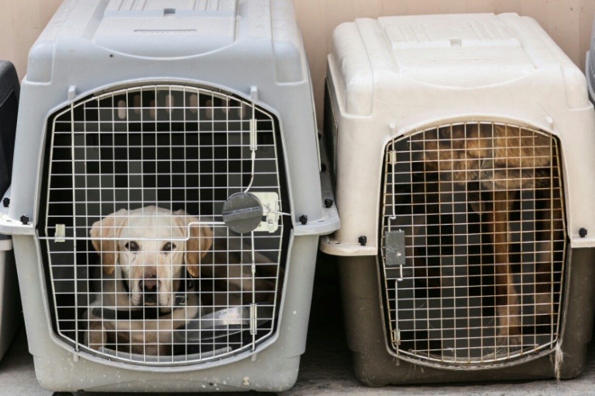 Dogs rest inside a pet cage in a makeshift training centre at the airport in Kabul