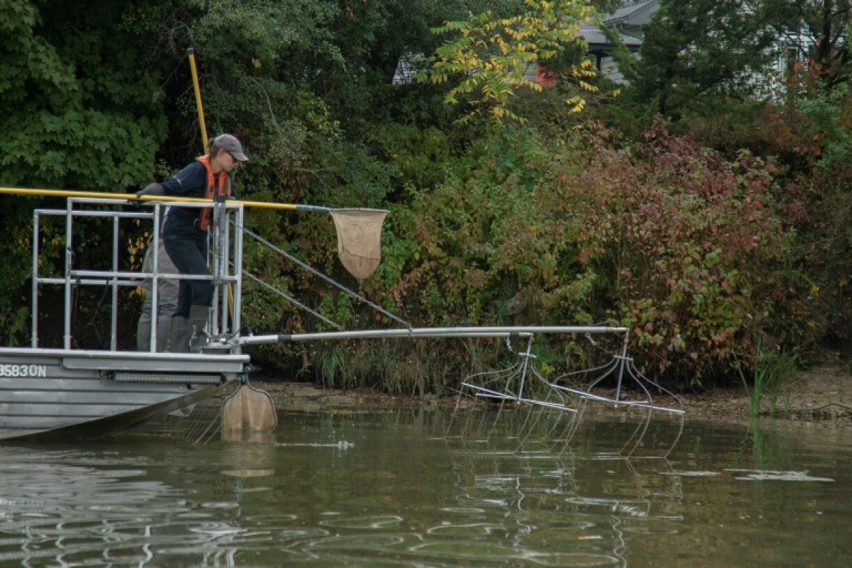 A member of Canada's Invasive Carp program works on the Grand River, near Lake Erie