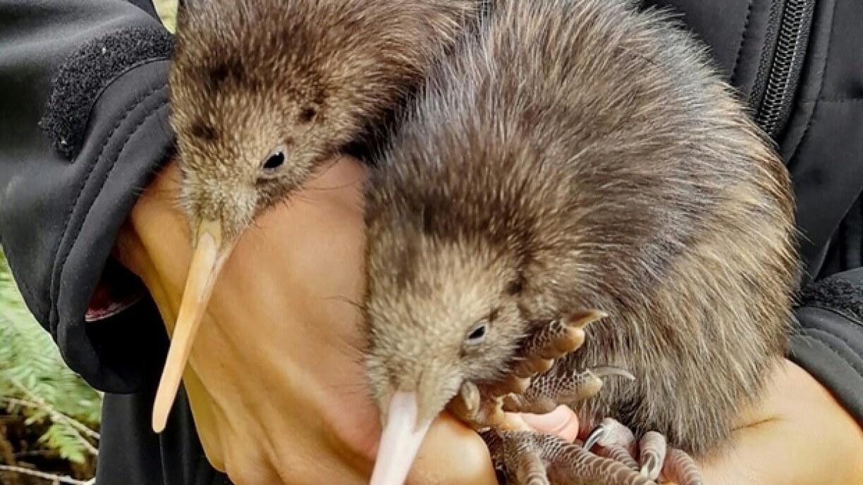 Photo diffusée par l'association Capital Kiwi Project, le 30 novembre 2023, de deux jeunes kiwis, nés à l'état sauvage, à l'ouest de Wellington, en Nouvelle-Zélande