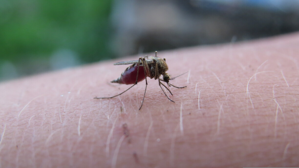 Malaria gëtt iwwer Mécke wéi Mustiken iwwerdroen.