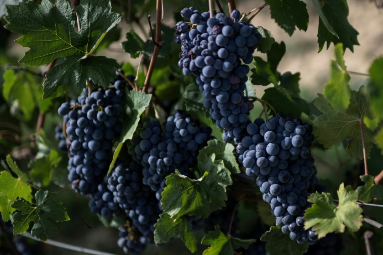 A grower of Barbera grapes hailed a 'beautiful vintage' this summer